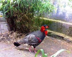 4 Nights/5Days - Churdhar Trek Tragopan