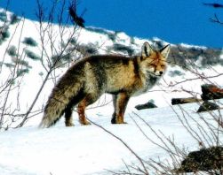4 Nights/5Days - Churdhar Trek Snow Fox